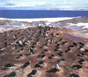 Adelie penguins nest