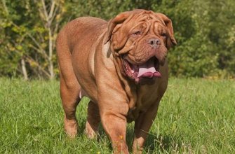 French Mastiff Dogs