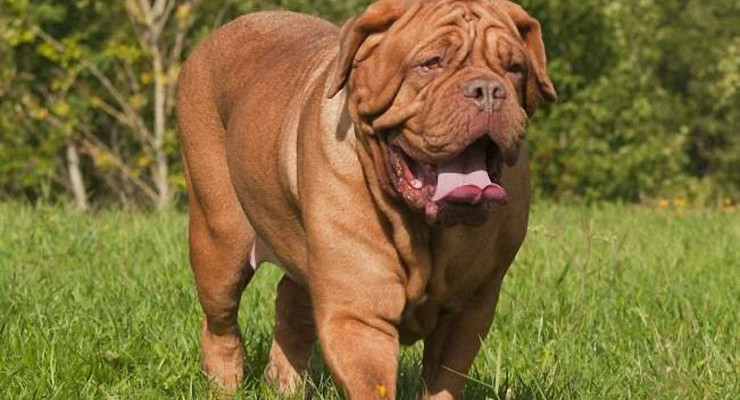 French Mastiff Dogs