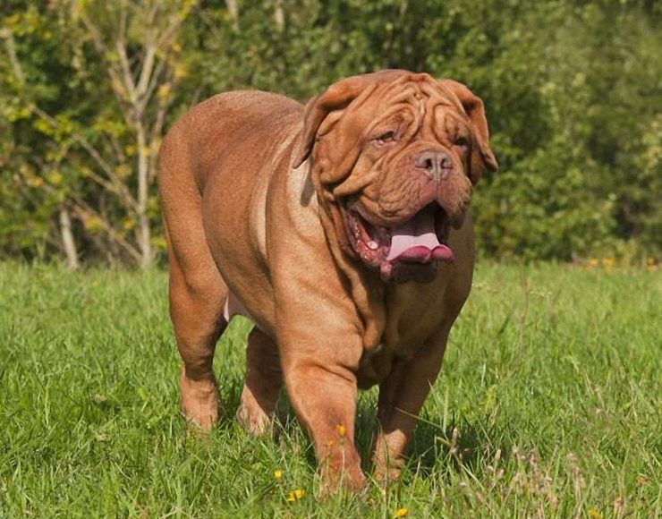 what color is a french mastiff