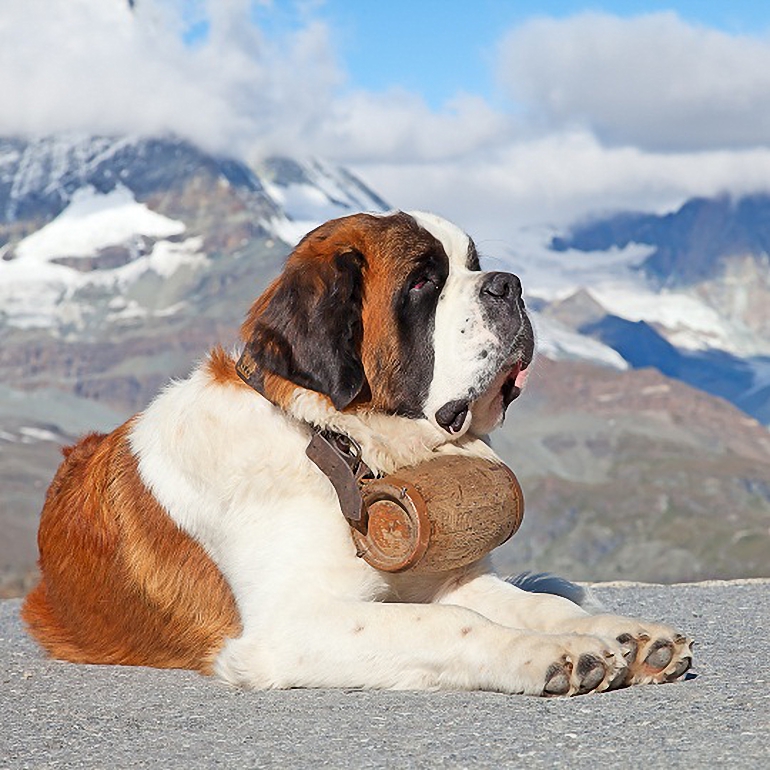 Greater Swiss Mountain Dog Breeders