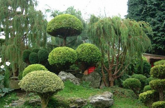 A Japanese tree garden