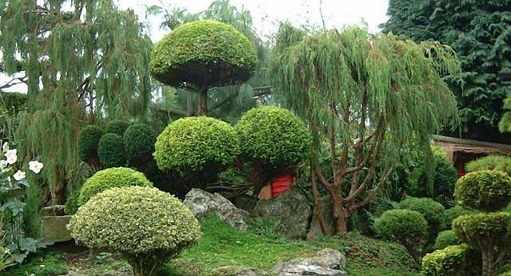 A Japanese tree garden