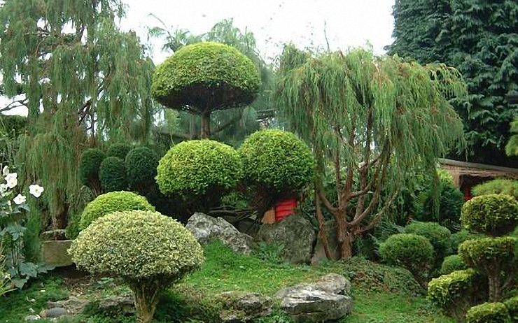 A Japanese tree garden