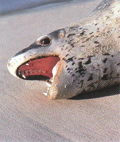 leopard seal