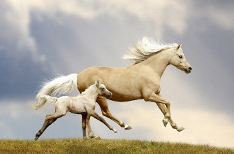 Native American Horse Symbolism