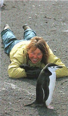 Penguins, like many animals in the Antarctic