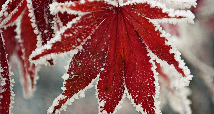 Red Japanese Maple
