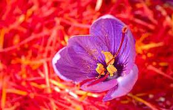 Saffron