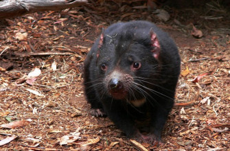 Australia’s Tasmanian Devil