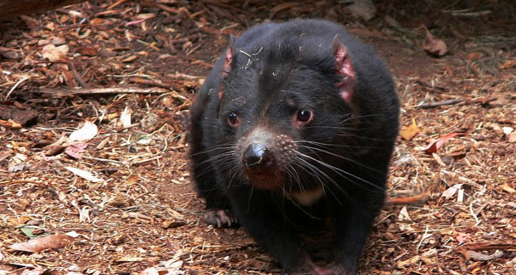 Australia’s Tasmanian Devil