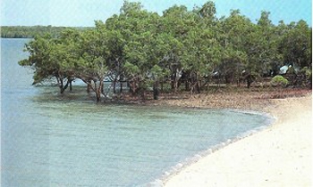 Mangroves