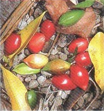 Colorful rainforest fruits