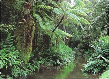 Rainforests of north Queensland