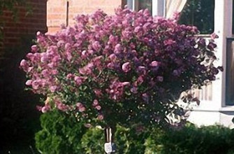 Dwarf Korean Lilac Tree