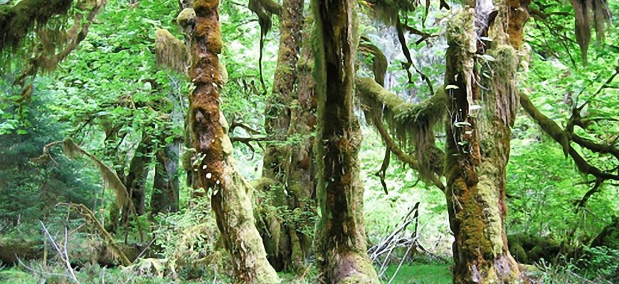 rainforest