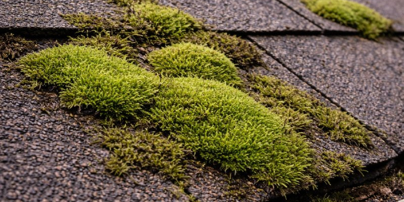 Moss growth patches on shingles