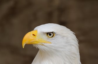 Bald eagle portrait - national symbol of the United States