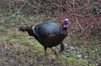 Male wild turkey (Meleagris gallopavo) displaying in the wild