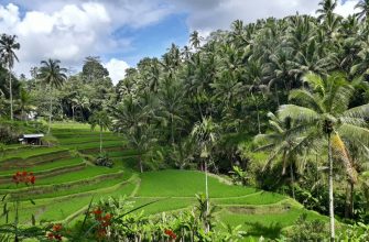Bali rice terrace with palm trees and lush tropical vegetation