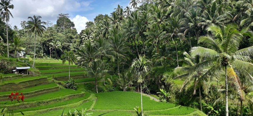 Bali rice terrace with palm trees and lush tropical vegetation