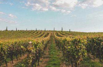 Vineyard landscape representing French wine regions