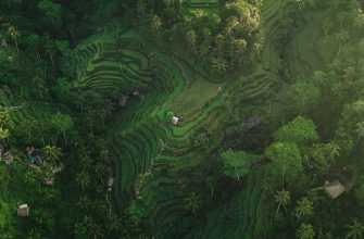 Aerial view of Bali green rice terraces with palm trees