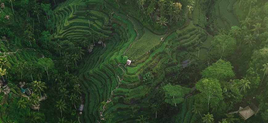 Aerial view of Bali green rice terraces with palm trees