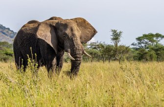 An African elephant in golden savanna grassland on safari