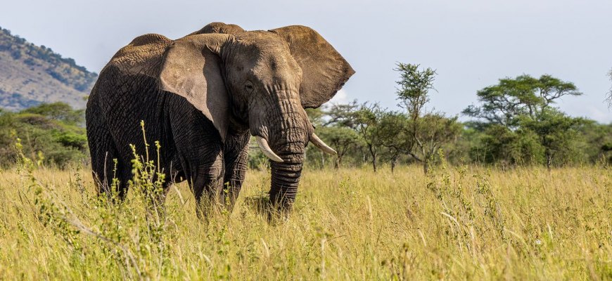 An African elephant in golden savanna grassland on safari