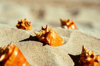 Queen conch shells on a Bahamian beach