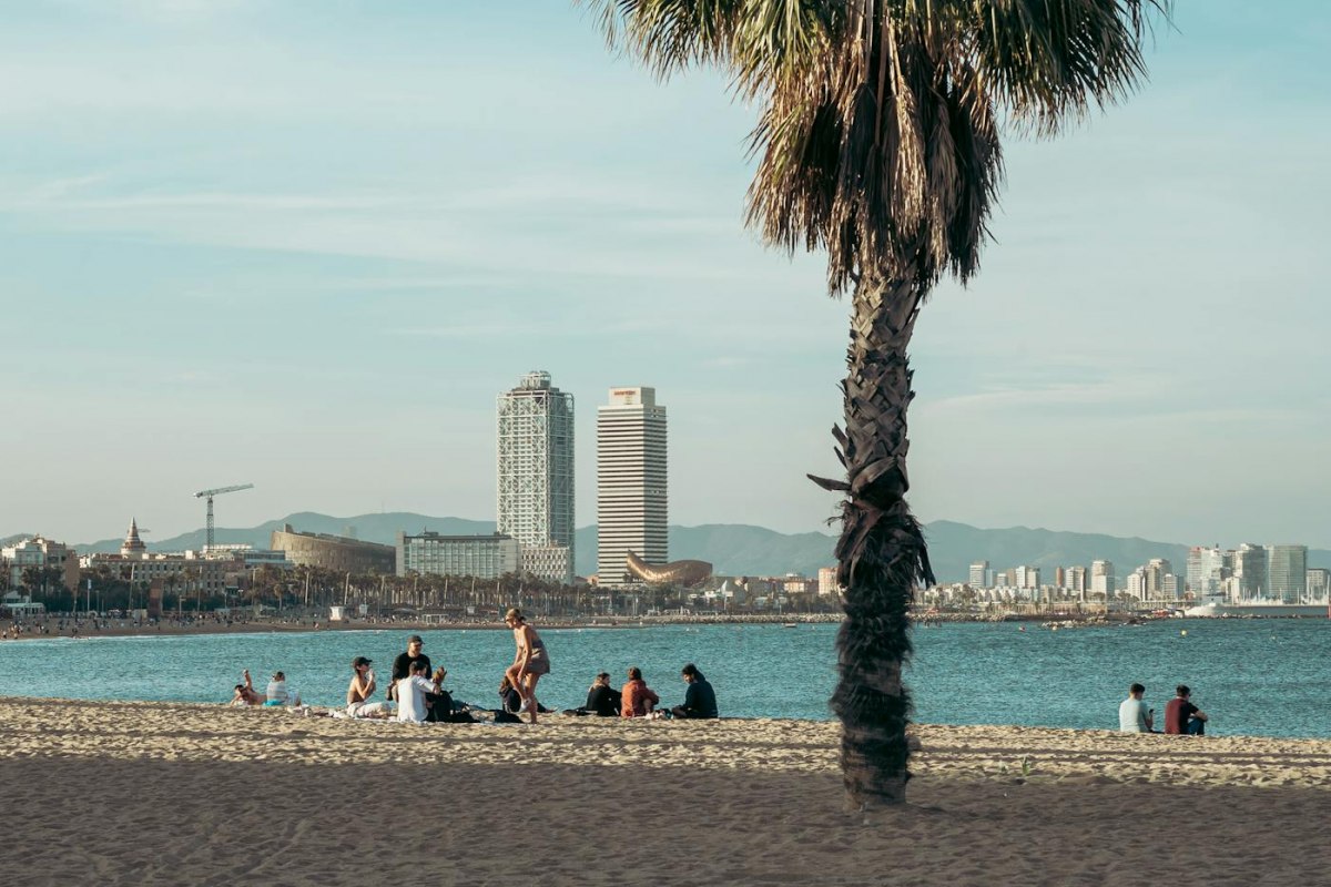 A palm tree framing the Barcelona beach and seafront promenade