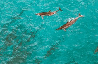 Dolphins swimming in clear turquoise Bahamian water