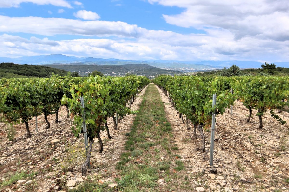 Rows of vines in a Penedes vineyard with mountains behind