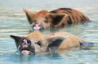 Two pigs swimming in turquoise water at Pig Beach