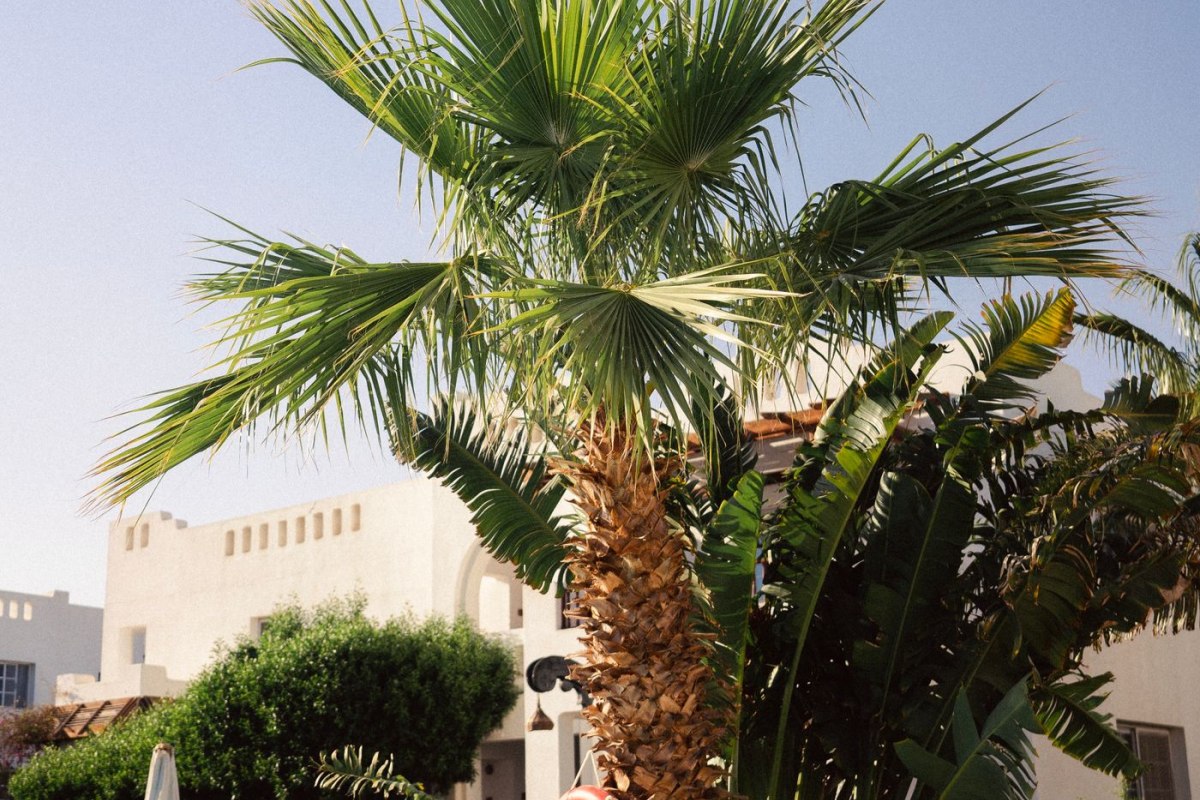 A resort swimming pool surrounded by palm trees in Florida