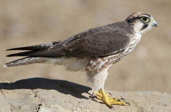 A falcon, a desert bird of prey, resting on a rock