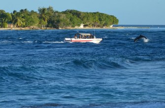 People on a boat watching a dolphin in the sea