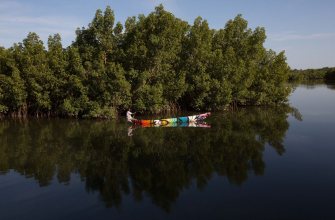 A kayak passing through coastal mangroves