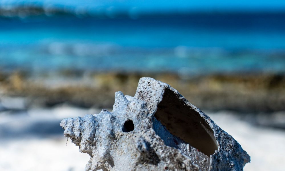 A queen conch shell on a Bahamian beach